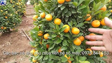 Quất lùm bán quất tết 2023 quất tháp mini, quất cảnh tết Hưng Yên giá quất tết 2023 hợp lý nhất