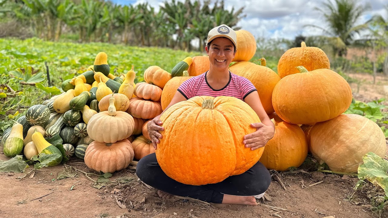 Plantei Abóboras Gigantes, será que ela dá receitas?!
