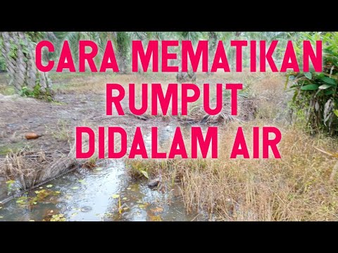 Video: Adakah rumput MSM akan membunuh rumput Bahia?