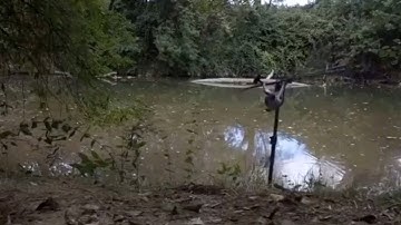 Carp run compilation #1