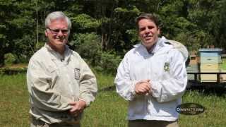 iScience Presents: Why Bees Buzz