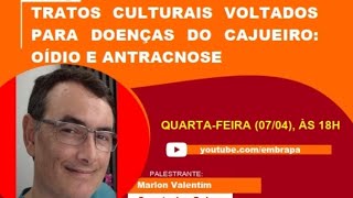 Como prevenir o oídio e a antracnose nos pomares de cajueiro