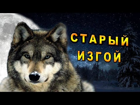 /Законы Стаи/Таёжная История/
