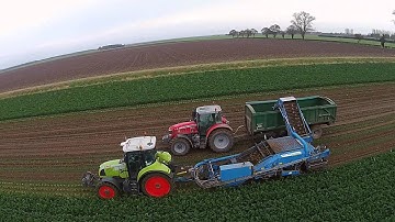 Celeriac Harvest - Jack Buck (Farms) Ltd