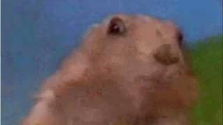 Dramatic prairie dog