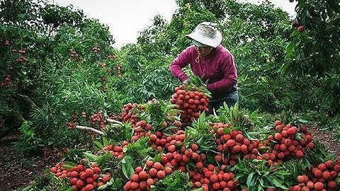 Khai mạc tuần lễ vải thiều Lục Ngạn tại Hà Nội năm 2019