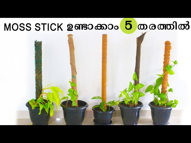 How and Why You should use Moss Stick for Indoor Plants 