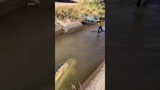 Perfect throw‼️uncle caught a sturgeon in the irrigation canal #shorts #fishingnet #amazing #viral