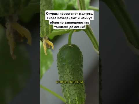 Огурцы перестанут желтеть,