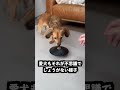 乗せたものが取れなくなる皿にめちゃくちゃ長い棒を乗せれば触れるはず！