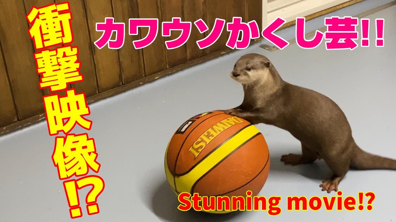 キヤタ KIYATA 動物バスケット カワウソ KIYATA国物語に向けて