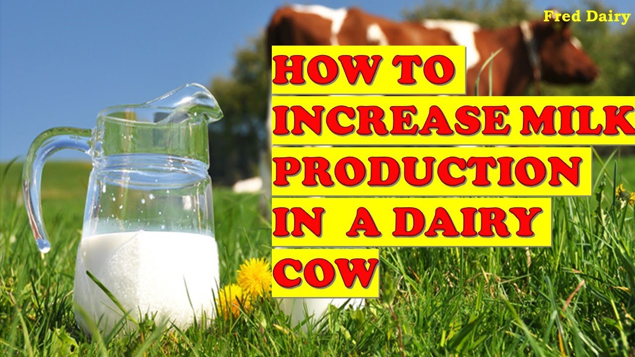 HOW TO INCREASE MILK PRODUCTION FROM A COW. YouTube