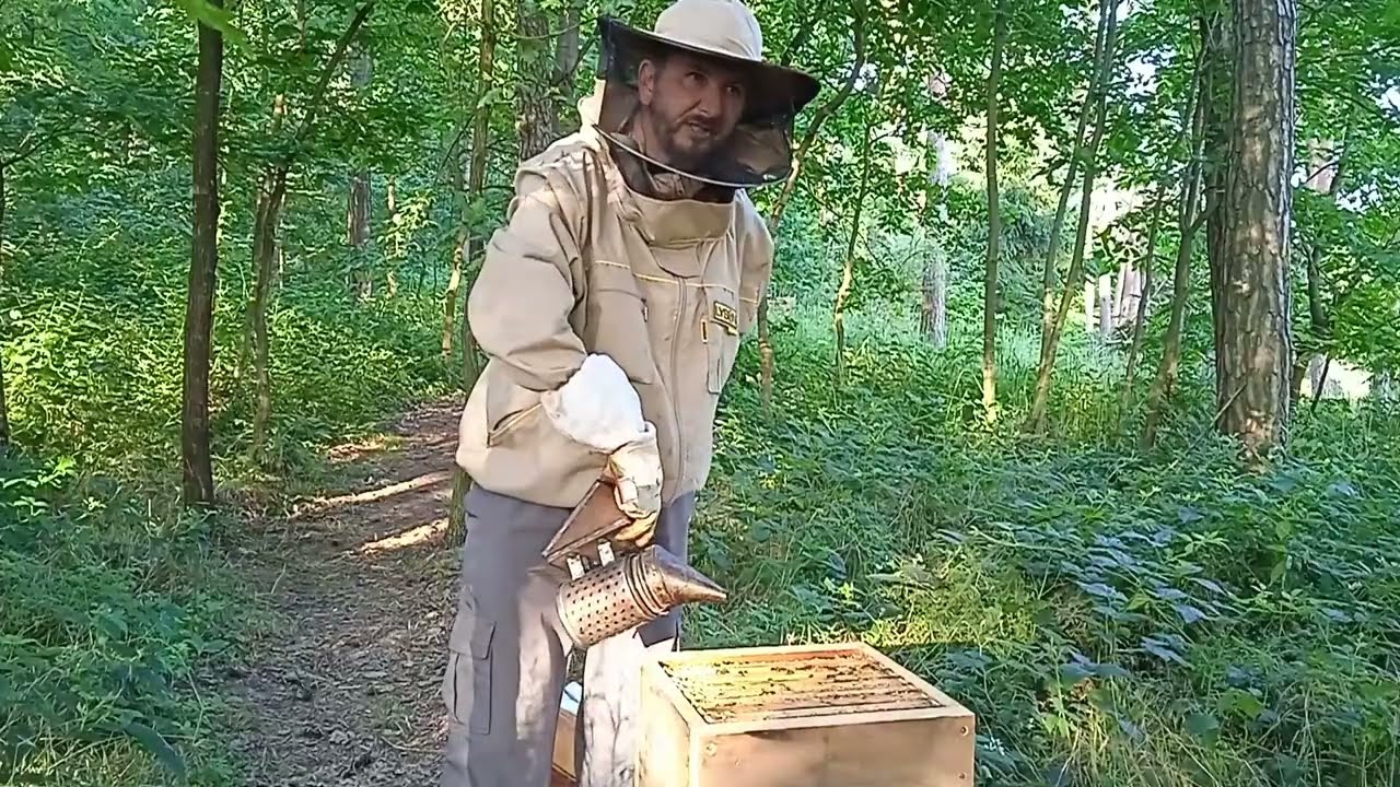 Matky z včelích rojů zatím vyšly 50/50