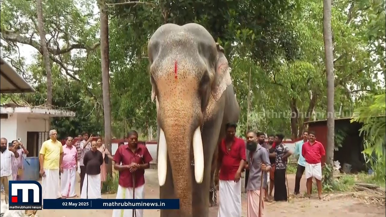 ഒരേയൊരു രാമൻ!! കൊമ്പന്മാരിലെ സൂപ്പർസ്റ്റാർ; പൂരത്തിന് രാമരാജാവിന്റെ വരവ് കാത്ത് ജനങ്ങൾ | Pooram