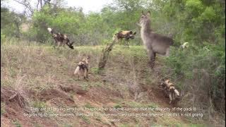 Wild Dogs Hunting and Taking Down Waterbuck
