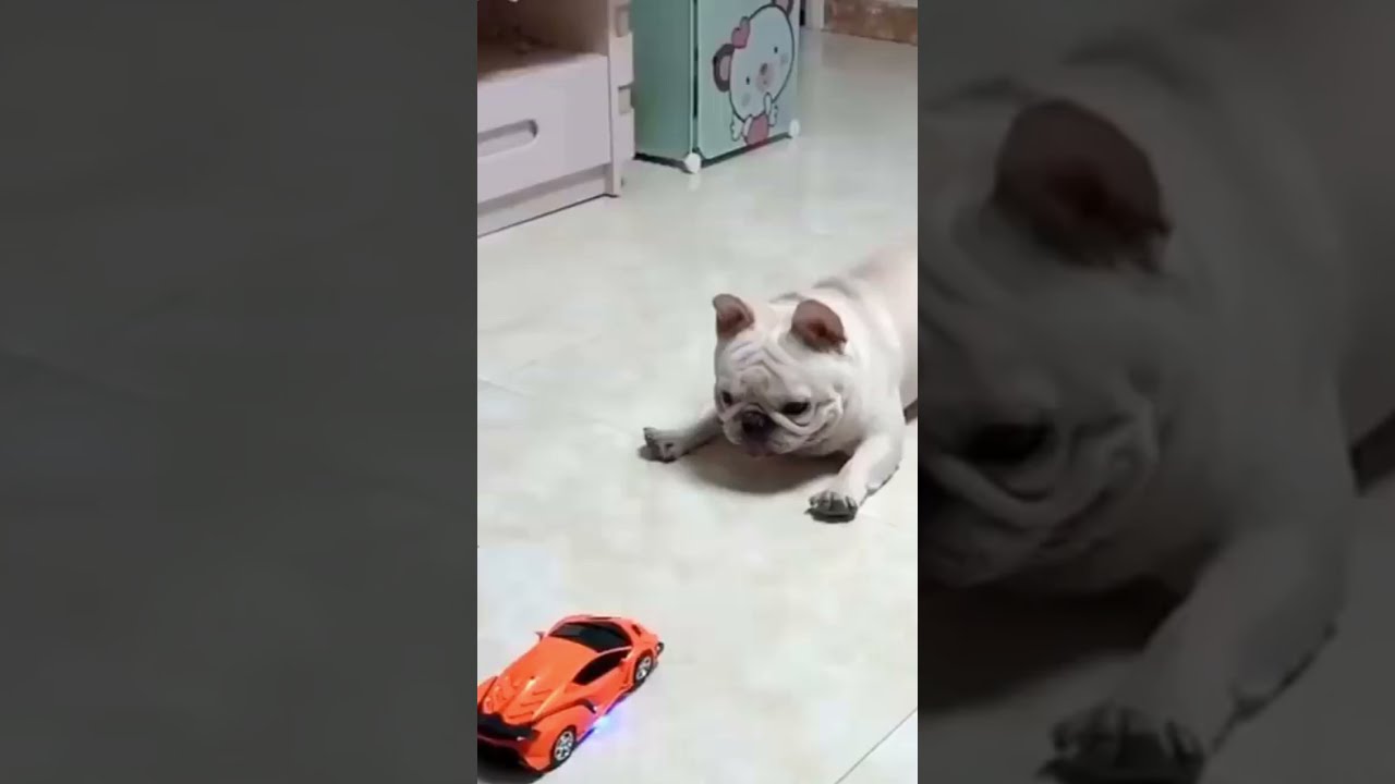 FUNNY DOG VIDEO 05 shorts YouTube