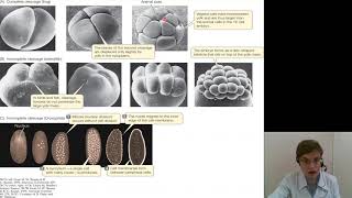 Биология 2.Онтогенез. Эмбриональный период развития