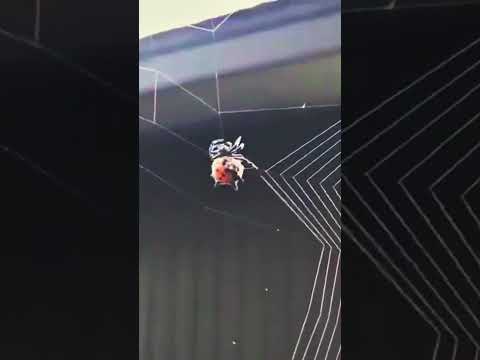 Awe-Inspiring Spider: Witness