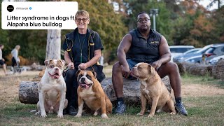 Litter Syndrome in Alapaha Blue Blood Bulldogs 🇺🇸: Signs & Recovery