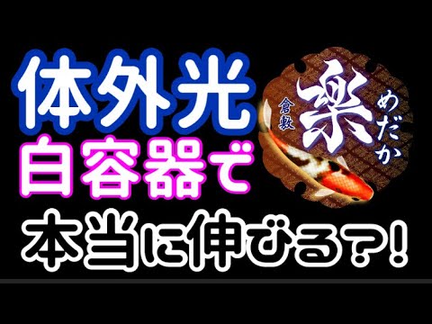 【比較検証】メダカの体外光は白容器で伸びるのか？比べてみました！【楽めだか】素質があれば時間をかければ伸びると思いますが・・・