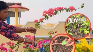 How To Grow Bougainvillea At Home ? Super Easy Method Parmanent Flower Plants In Garden