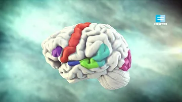 ¿Qué lado del cerebro controla el habla?