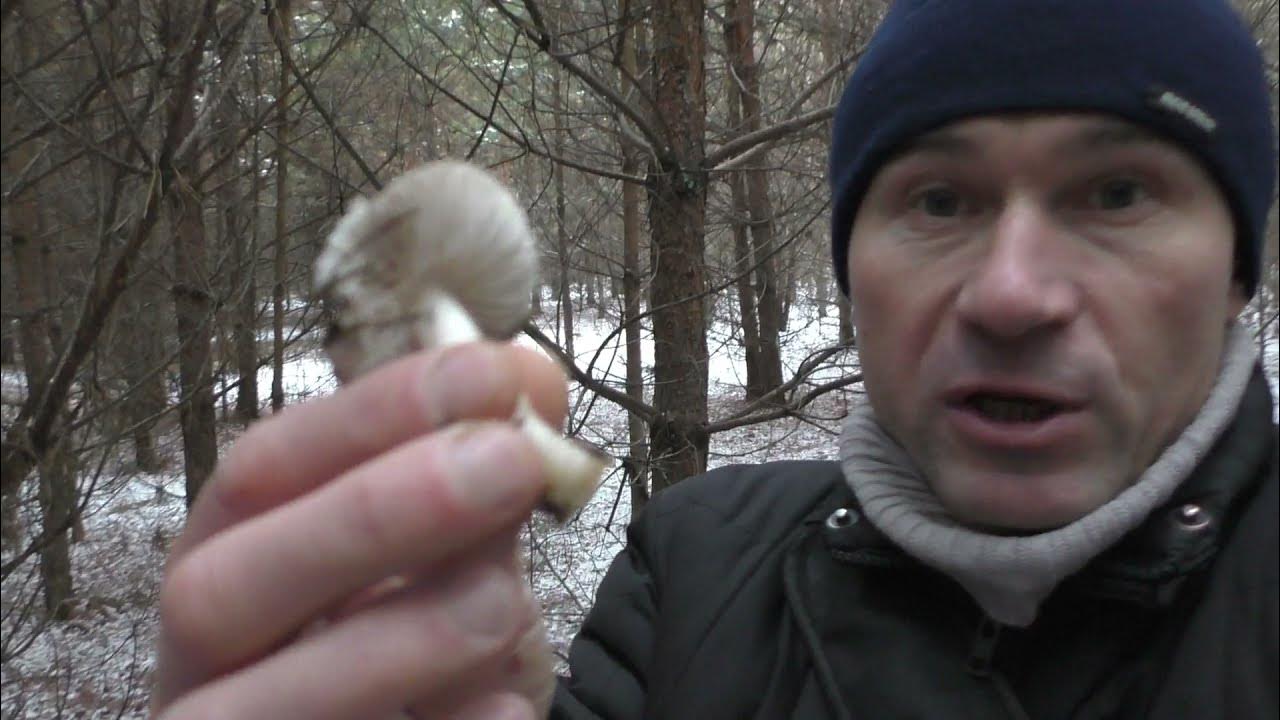 Медведь собирает грибы в лесу. Грибы нормальный мужик последнее видео. Нормальный мужик последнее видео про грибы. Тик так грибочки фото. Передача "по грибы" на телеканале загородный картинки.