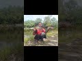 Strike Monster Channa dan Tilapia. #shorts