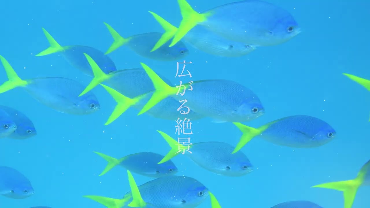 9 4まで 水中写真家 中村征夫写真展 海への旅 8 28はギャラリートークも リビングかごしまweb