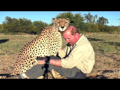Rubbing Cheeks w/ African Cheetah | 3 Things Male BIG CATS Love | Females Food Fun (Bonding)