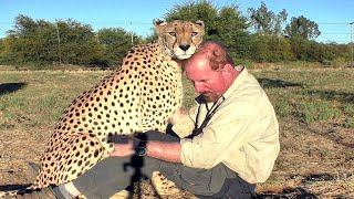 Rubbing Cheeks w/ African Cheetah | 3 Things Male BIG CATS Love | Females Food Fun (Bonding)