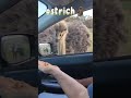 Hilarious Goat, Dog & Ostrich Moments You Can’t Miss! 😂 #FunnyAnimals #Goat #Ostrich #Dog