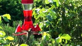 Hummingbird 8/18/15