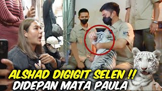 ALSHAD DIGIGIT HARIMAU DI DEPAN PAULA ‼️