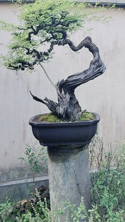BONSAI ARABIKA KLAMPIS TEEBAIK SUPER TUA#bonsai #bonsaijember #bonsaiindonesia