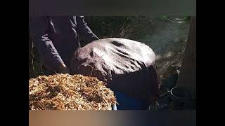 Mushroom  cultivation