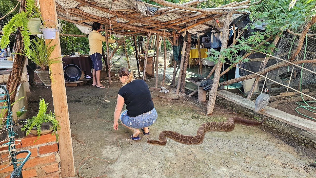 COBRA VENENOSA APARECE NO RANCHO E TENTA ATACAR A MÁRCIA  .