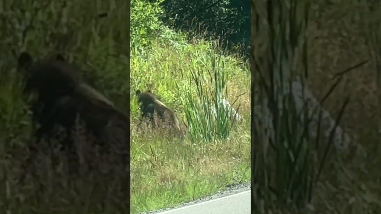 Bear and cubs take down deer. YouTube