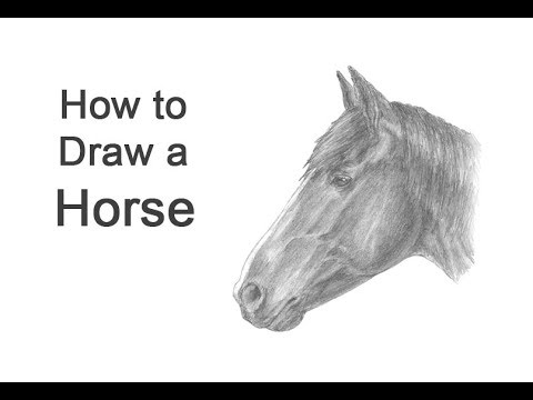 How to Draw a Horse Head - Easy Drawing Art