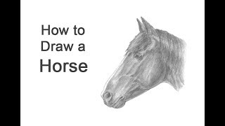 How to Draw a Horse (Head Detail)