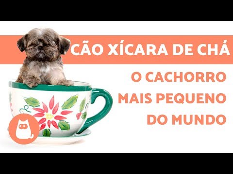 Vídeo: A verdade sobre filhotes de Teacup