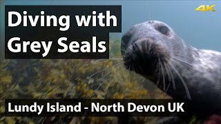 Scuba Diving with Grey Seals at Lundy Island, Devon (4K)