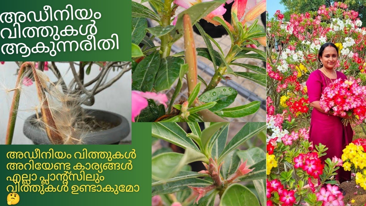 അഡീനിയം വിത്തുകൾ എങ്ങനെ ഉണ്ടാകുന്നു #Adenium seeds#Adenium plants#adhisponnus 