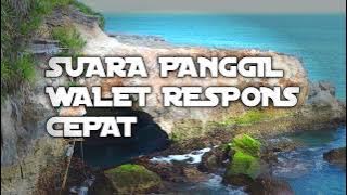 Viral! Suara Panggil Walet Respons Cepat