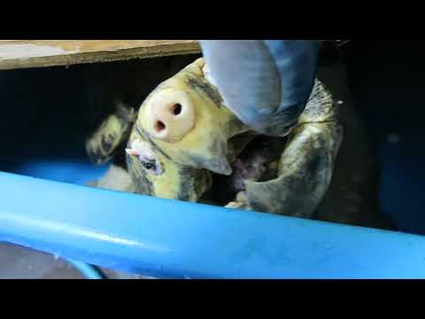 Alligator snapping turtle lunch　ワニガメランチ