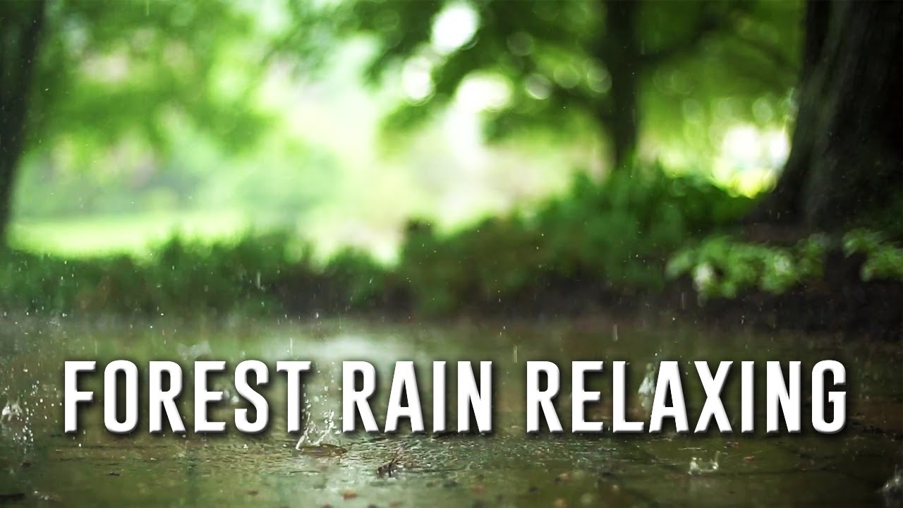 Relaxing Sound of Rain and Wind in Forest 1 Hours / Rain Drops Falling ...