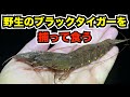 『野生のブラックタイガー』を日本で捕まえて食べてみよう