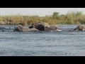 Elefantenherde durchquert Flussarm im Okavango Delta 2014