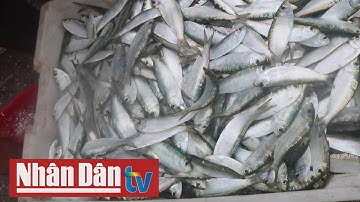 Ngư dân Nghệ An được mùa cá trích