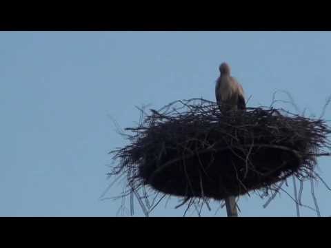 Stork over the roof / Аист над крышей